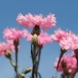 Preview: Kornblume rosa (Samen)