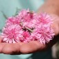 Preview: Kornblume rosa (Samen)