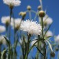 Preview: Kornblume weiß (Samen)