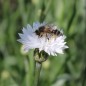 Preview: Kornblume weiß (Samen)