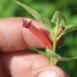 Preview: Köcherblümchen rosa (Samen)