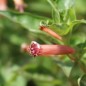 Preview: Köcherblümchen rosa (Samen)