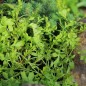 Preview: Kresse Plain Leaved (Samen)