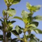 Preview: Kretischer Oregano (Samen)