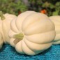 Preview: Kürbis Thelma Sanders Sweet Potato (Buschkürbis) (Samen)