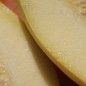 Preview: Kürbis Thelma Sanders Sweet Potato (Buschkürbis) (Samen)