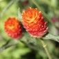 Preview: Kugelamaranth Aurantiaca (Samen)