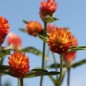 Preview: Kugelamaranth Aurantiaca (Samen)