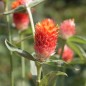 Preview: Kugelamaranth Aurantiaca (Samen)