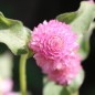 Preview: Kugelamaranth Rose (Samen)
