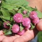 Preview: Kugelamaranth Rose (Samen)