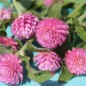 Preview: Kugelamaranth Rose (Samen)