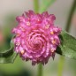 Preview: Kugelamaranth Rose (Samen)