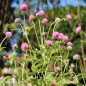 Preview: Kugelamaranth Rose (Samen)