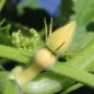Preview: Kürbis Amish Pie (Samen)