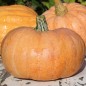 Preview: Kürbis Amish Pie (Samen)