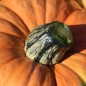 Preview: Kürbis Amish Pie (Samen)