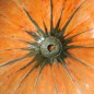 Preview: Kürbis Amish Pie (Samen)