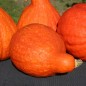 Preview: Kürbis Boston Marrow (Samen)