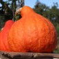 Preview: Kürbis Boston Marrow (Samen)
