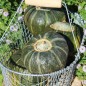 Preview: Kürbis Buttercup (Samen)