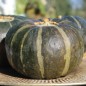 Preview: Kürbis Buttercup (Samen)