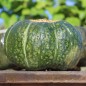 Preview: Kürbis Buttercup (Samen)
