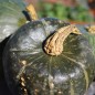 Preview: Kürbis Buttercup (Samen)