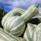 Preview: Kürbis Cushaw Green Striped (Samen)