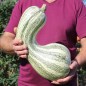 Preview: Kürbis Cushaw Green Striped (Samen)