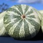 Preview: Kürbis Cushaw Green Striped (Samen)