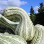 Preview: Kürbis Cushaw Green Striped (Samen)