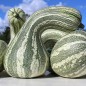 Preview: Kürbis Cushaw Green Striped (Samen)