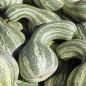 Preview: Kürbis Cushaw Green Striped (Samen)