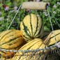 Preview: Kürbis Delicata (Buschkürbis) (Samen)
