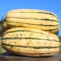 Preview: Kürbis Delicata (Buschkürbis) (Samen)