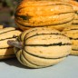 Preview: Kürbis Delicata (Buschkürbis) (Samen)