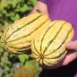 Preview: Kürbis Delicata (Buschkürbis) (Samen)