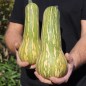 Preview: Kürbis Guatemalan Green Ayote (Samen)