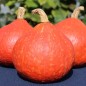 Preview: Kürbis Hokkaido orange  (Samen)