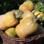 Preview: Kürbis Honeynut (Samen)