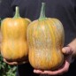 Preview: Kürbis Honeynut (Samen)