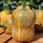 Preview: Kürbis Honeynut (Samen)