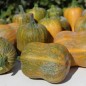Preview: Kürbis Honeynut (Samen)