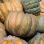 Preview: Kürbis Musquée de Provence (Samen)