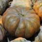 Preview: Kürbis Musquée de Provence (Samen)