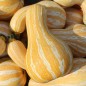 Preview: Kürbis Orange Striped Cushaw (Samen)