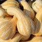 Preview: Kürbis Orange Striped Cushaw (Samen)