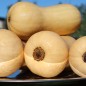 Preview: Kürbis Waltham Butternut (Samen)