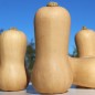 Preview: Kürbis Waltham Butternut